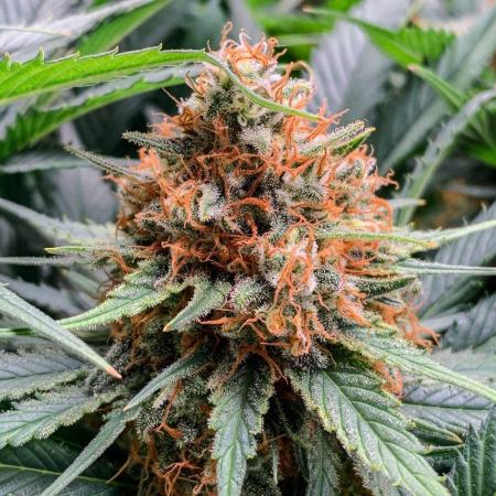 ØRGANIC • Yumbolt47 (World of Seeds)