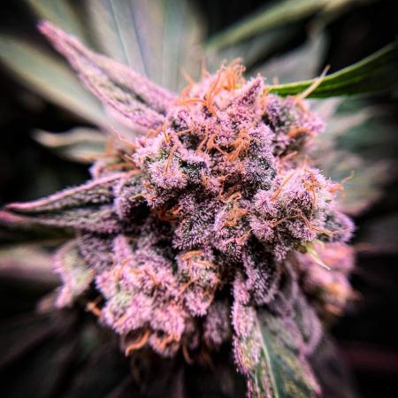 Black Cherry Punch (Pyramid Seeds)