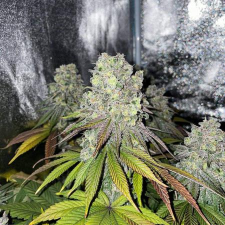 ØRGANIC • Kosher Cookies (DNA)