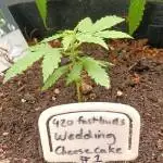 Fastbudz Wedding Cheesecake AUTO