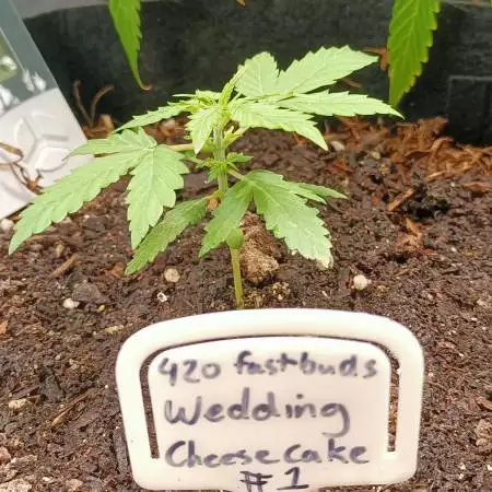 Fastbudz Wedding Cheesecake AUTO