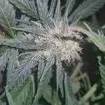 First grow - WW X2 NL X1 