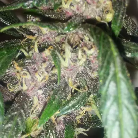 First grow