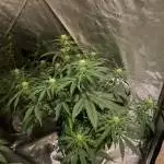 5x5 Auto grow