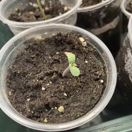 Tropicanna poison 