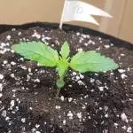 First dry nute grow