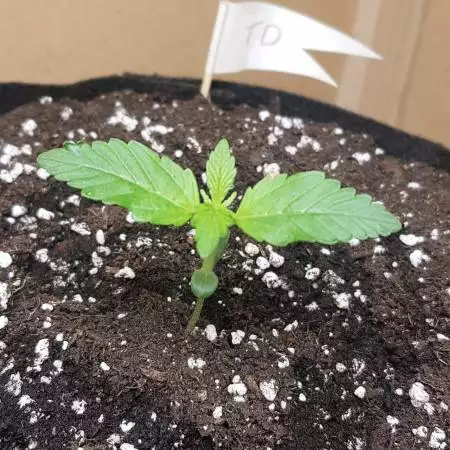 First dry nute grow