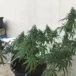 1st' Sour Diesel