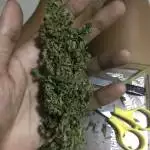Similan seed 