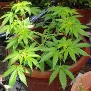 Primer cultivo auto kryptonite 