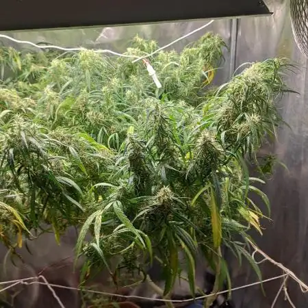 Ace seed purple haze x malawi feminised