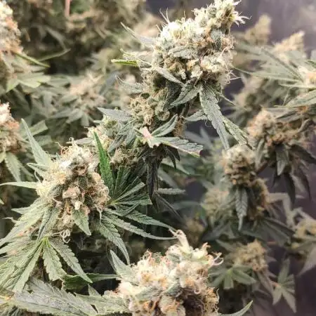 Royal Queen and Fast buds