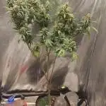 Blacjk Jack Fast flowering