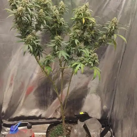 Blacjk Jack Fast flowering