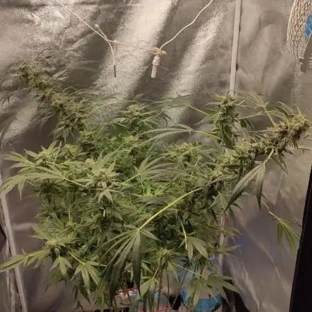 Tropicanna and gorılla cookıes ff
