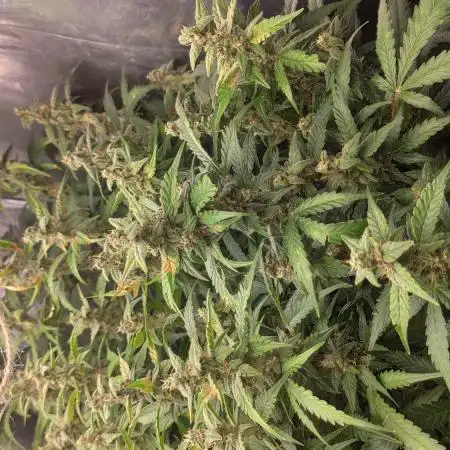 Royal Queen and Fast buds
