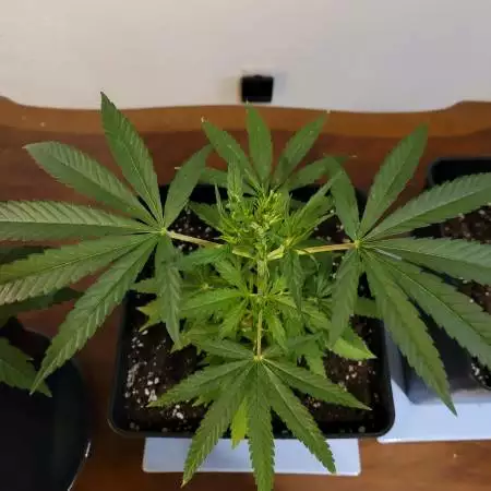 Lemon tree and green gelato