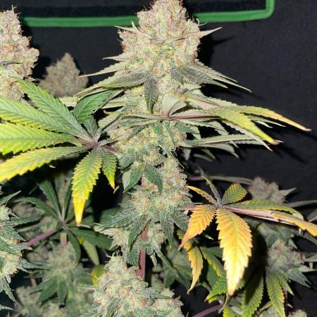 Alaskan Purple