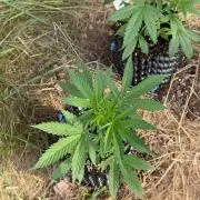 Godfather OG Auto - Sponsored