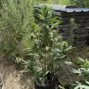 LSD Auto - Sponsored