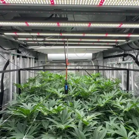 GMO x Triangle Mints bx