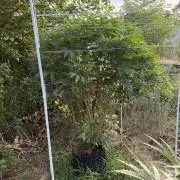 46 Kush - Outdoor 2026