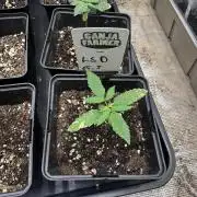 LSD Auto - Sponsored