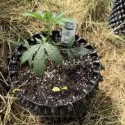 LSD Auto - Sponsored