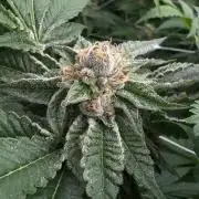 GMO x Triangle Mints bx