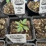 Godfather OG Auto - Sponsored