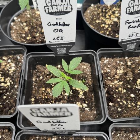 Godfather OG Auto - Sponsored