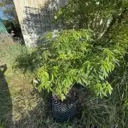 46 Kush - Outdoor 2026