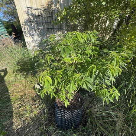 46 Kush - Outdoor 2026