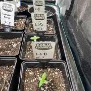 LSD Auto - Sponsored