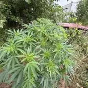 46 Kush - Outdoor 2026