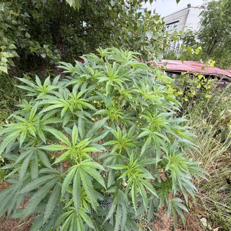 46 Kush - Outdoor 2026