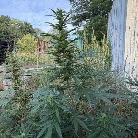 Godfather OG Auto - Sponsored