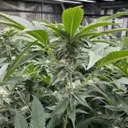 GMO x Triangle Mints bx