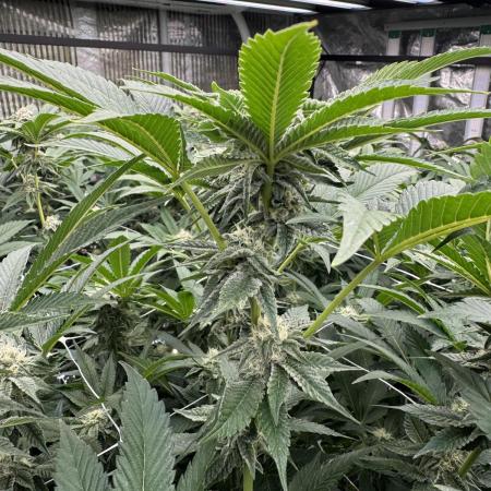GMO x Triangle Mints bx