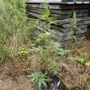LSD Auto - Sponsored