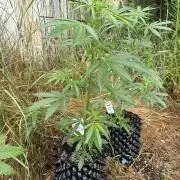 Godfather OG Auto - Sponsored