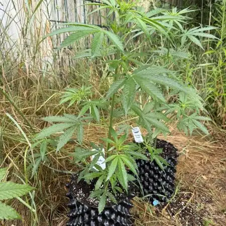 Godfather OG Auto - Sponsored