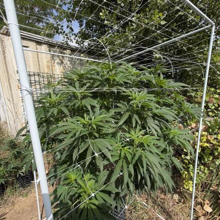 46 Kush - Outdoor 2026