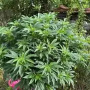 46 Kush - Outdoor 2026