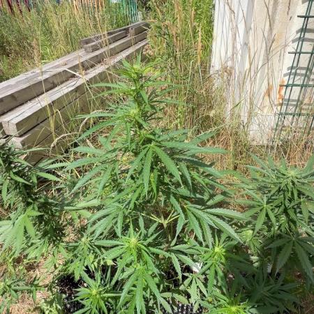 Godfather OG Auto - Sponsored