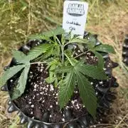Godfather OG Auto - Sponsored