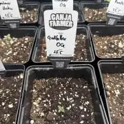 Godfather OG Auto - Sponsored