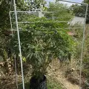 46 Kush - Outdoor 2026