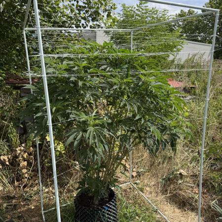 46 Kush - Outdoor 2026