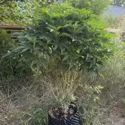 46 Kush - Outdoor 2026